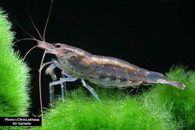 Amanogarnele - Caridina multidentata