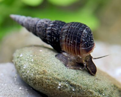 Schwarze Turmdeckelschnecke - Melanoides maculata