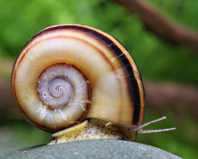 Paradiesschnecke - Marisa cornuarietis