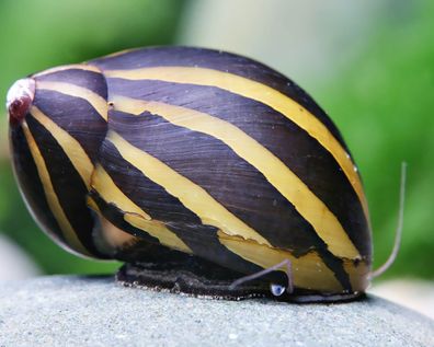 Zebra Rennschnecke - Vittina turrita