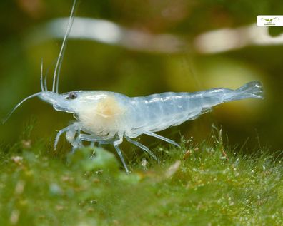 White Pearl Garnele - Weißperlengarnele - Neocaridina palmata "White"