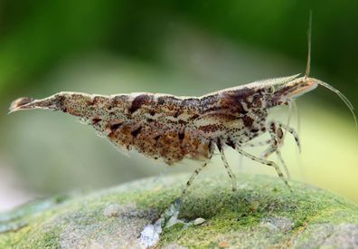 Algengarnele - Rückenstrichgarnele - Neocaridina davidi