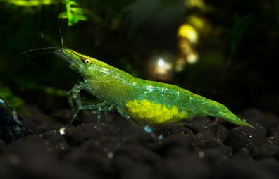 Garnelio - Grüne Garnele - Caridina babaulti var. Green