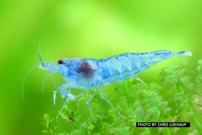 Garnelio - Blue Jelly Garnele - Neocaridina davidi var. "Blue Jelly "