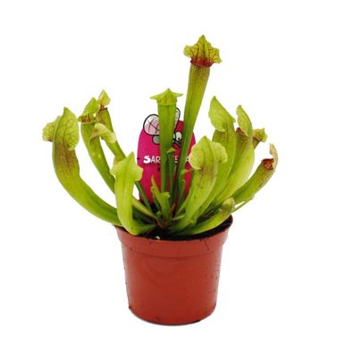 Schlauchpflanze - Sarracenia "Fiona" - Fleischfressende Pflanze - 9cm Topf