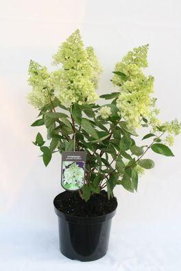 Hydrangea paniculata 'Grandiflora' - Rispenhortensie 'Grandiflora' - Winterhart