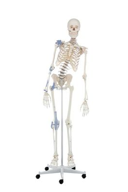 Skelett, Modell "Toni", mit beweglicher Wirbelsäule und Bandapparaten