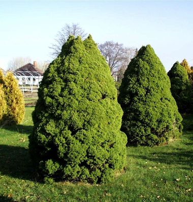 Zuckerhut Fichte 100-125cm - Picea glauca