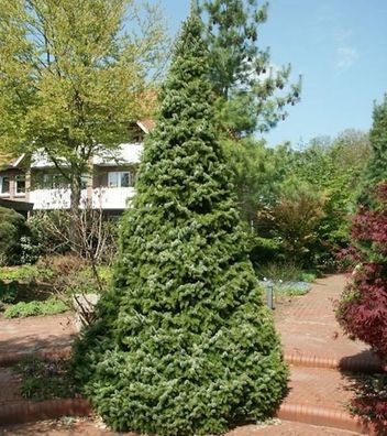Serbische Kegel Fichte Zuckerhut 70-80cm - Picea omorika
