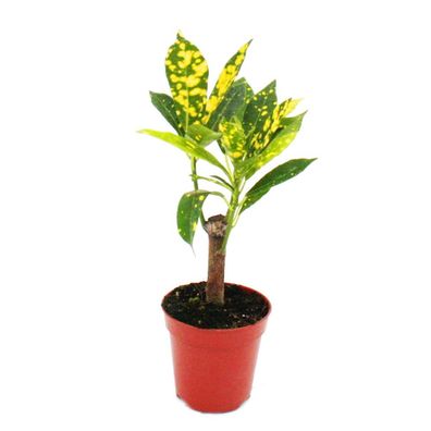 Mini-Pflanze - Croton - Codiaeum - Wunderstrauch - Ideal für kleine Schalen und ...