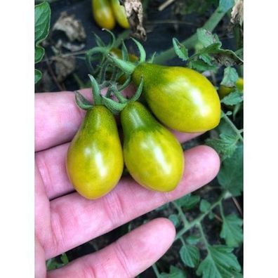 Cocktailtomate Grünes Birnchen Tomate Tomatensamen 10 Samen