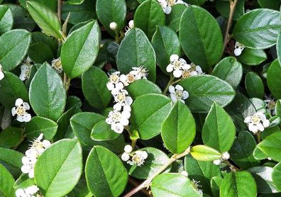 50 x Cotoneaster dammeri ´Radicans‘ (Bodendecker)