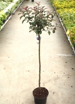Zwergblutpflaume Blutpflaume Prunus cistena Stämmchen Stammhöhe 100 cm im Container