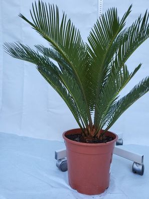 Cyca revoluta im 22 cm Topf, Palmfarn, Sagopalme