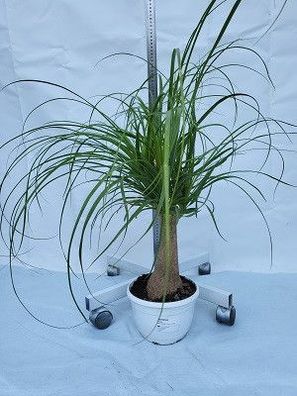 Beaucarnea recurvata im 22 cm, Elefantenfuß, Flaschenbaum, Wasserpalme, Zimmerpflanze