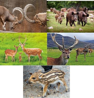 3 D Ansichtskarte Waldtiere Postkarte Wackelkarte Hologrammkarte Tiere Tier Hirsch