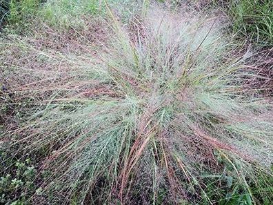 1 x Eragrostis elliottii ´Blue Eros‘ (Ziergras/ Gräser/ Stauden) Blaues Liebesgras