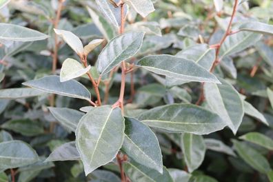 1 x Elaeagnus ebbingei (Top für Hecken) Wintergrüne Ölweide