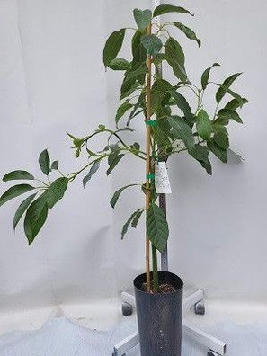 Avocadobaum veredelt der Sorte Pinkerton / Gepropft