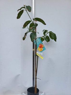 Mangobaum Mango Mangifera indica der Sorte Osten im 16 cm Topf / Gepropft