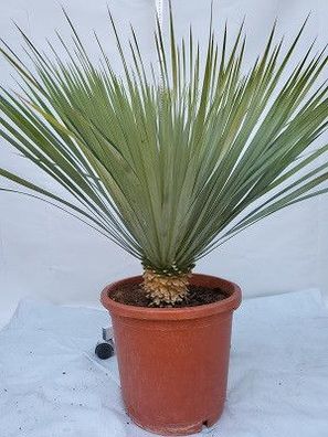 Yucca Rostrata im 30 cm Topf