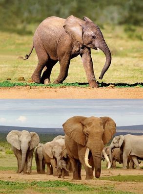3 D Ansichtskarte Elefanten Elefant Postkarte Wackelkarte Hologrammkarte Tier Zoo