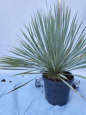 Yucca Rostrata im 22 cm Topf