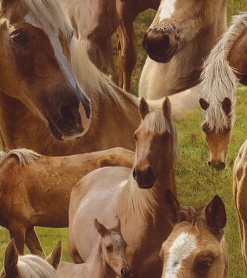 Rasch Tapete 293104 Pferde fotorealistisch Braun-Beige-Grün glatt