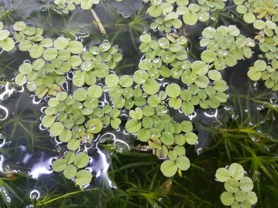 15x Kleiner Büschelfarn, Salvinia minima , Schwimmpflanzen, Aquarium, Teich