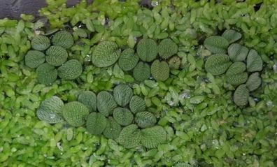 15x Kleiner Büschelfarn + Wasserlinsen, Salvinia minima, Schwimmpflanzen