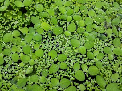 10x Muschelblumen + Wasserlinsen, Pistia stratiotes, Schwimmpflanzen, Teich