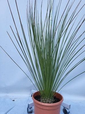 Dasyliron longifolium im 25 cm Topf