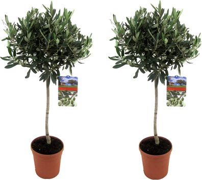 Angebot 2 Stück Olivenbaum ca. 70-90 cm Sonderposten Olea Europea Stämmchen