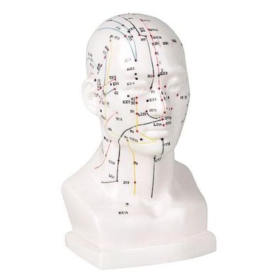 Akupunktur-Kopfmodell Kopfmodell ca. 22 cm