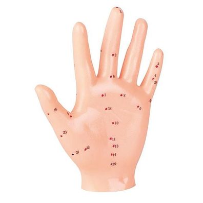 Akupunktur-Handmodell Handmodell ca. 18 cm
