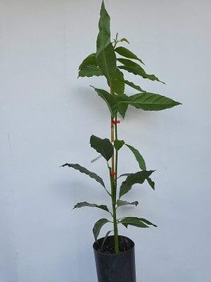 Avocadobaum Mexicola - bis 8 Grad minus / Gesteckt