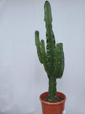 Euphorbia Eritrea im 25 cm Topf