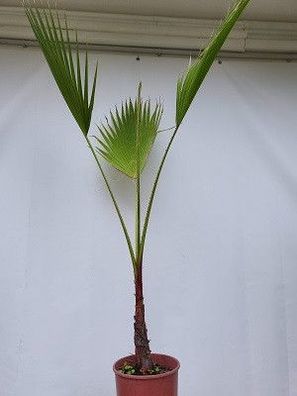 Washingtonia filifera im 24 cm Topf