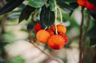 Erdbeerbaum Arbutus unedo -Erdbeerstrauch - Winterblüher und mediterranes Gehölz