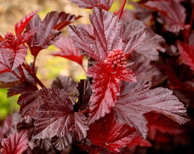 Blasenspiere ´Lady in Red´ Physocarpus opulifolius 40-60 cm im 5-Liter Container