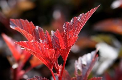 Blasenspiere ´Diabolo d´Or´ Physocarpus opulifolius 60-100 cm im 5-Liter Container