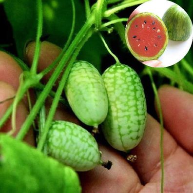 Frische Fruchtsamen mit 10 Stück Süße Mini Wassermelonen Samen Miniatur Obst Home Yar