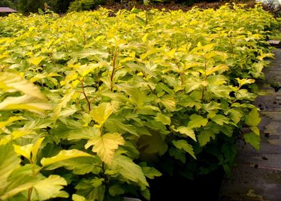 Blasenspiere ´Darts Gold´ Physocarpus opulifolius 60-100 cm im 5-Liter Container