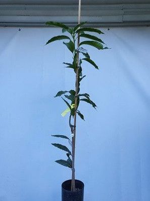 Mangobaum Mango Mangifera indica der Sorte Gleen / Gepropft