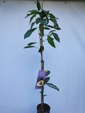 Avocadobaum veredelt - Sorte Hass / Gepropft