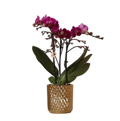 Kolibri Orchids | lila Phalaenopsis-Orchidee - Morelia + Diamant-Dekotopf gold - ...