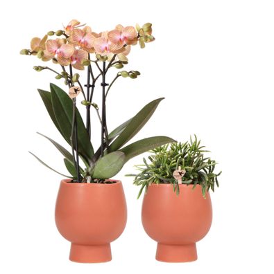 Kolibri Orchids | Pflanzenset Scandic - mit oranger Phalaenopsis Orchidee und ...
