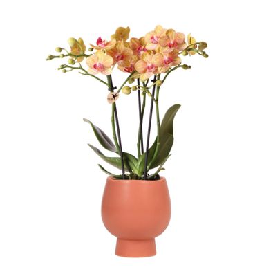 Kolibri Orchids | Orange Phalaenopsis Orchidee - Jamaika + Scandic Ziertopf Terrac...