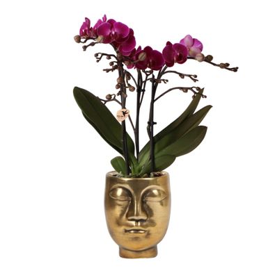 Kolibri Orchids | lila Phalaenopsis Orchidee - Morelia + Face to Face dekorativer ...