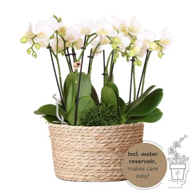 Kolibri Orchids | weißes Pflanzenset im Schilfkorb inkl. Wassertank | drei weiße ...
